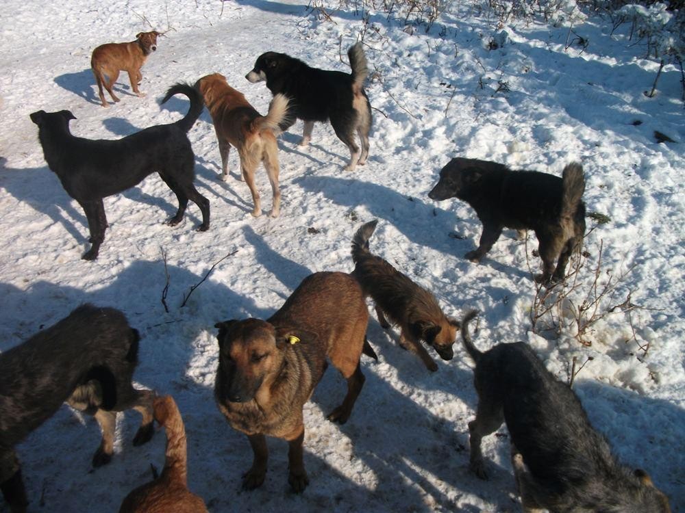 Numarul cainilor tot creste...