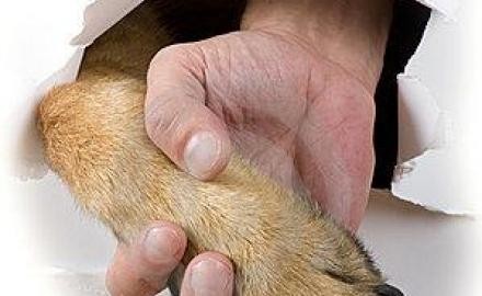 VINO Sambata, 8 martie in strada! Opune-te Uciderii Cainilor!!