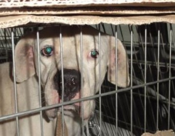 SULTAN , catelul din cimitir are nevoie de noi