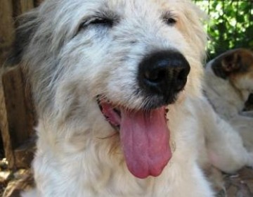 Marco, minunea alba, cu ochi de om