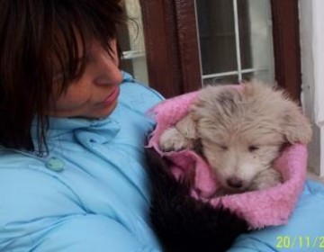 Cenusareasa in varianta canina!